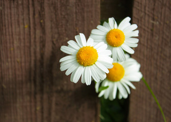 white daisies peek out of a wooden fence in summer