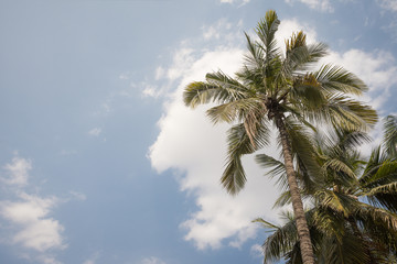 Fototapeta na wymiar Palm trees on blue sky backrounnd with sun flare