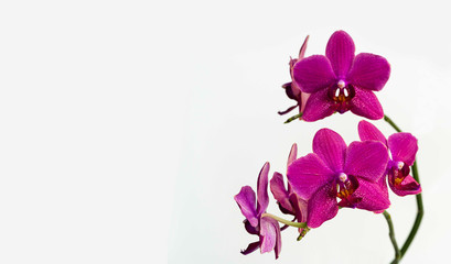 Fototapeta na wymiar Purple petals of phalaenopsis orchid flower, phalaenopsis known as Moth Orchid or Phal on white background. Selective focus. Calmness and relaxation. Love and pleasure. There is place for text.