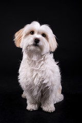 Bichon Maltese white-haired dog looking forward on a black background