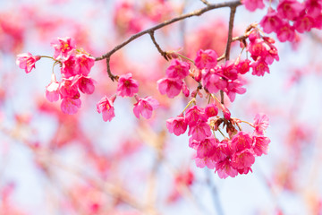 As spring is coming，Cherry trees are full of beautiful flowers