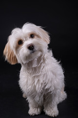 Bichon Maltese white-haired dog looking forward on a black background
