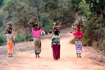 Four women carrying fire wood on their heads - obrazy, fototapety, plakaty