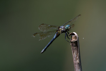 Dragonflies with beautiful wings outdoors, sunshine and green