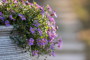 Obraz premium Flowers in spring sunshine