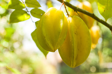 Fruits du caramboler, Mayotte.
