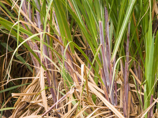Canne à sucre à La Réunion.