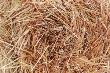 A pile of hay. Hay straw background texture