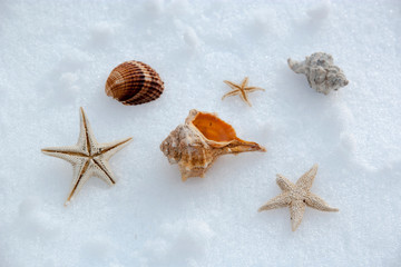 starfishes and seashells on the snow