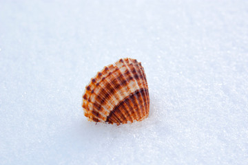seashell on the snow
