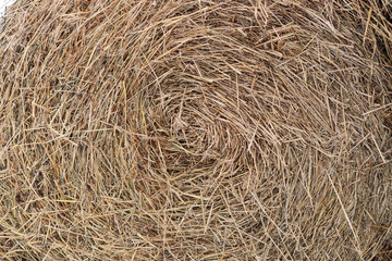 A pile of hay. Hay straw background texture