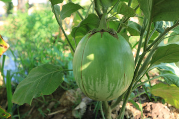 Big eggplant in the gaden