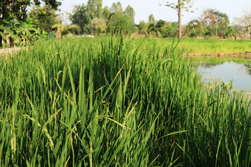   Beautiful rice in the field