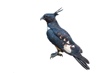 Black Baza on white background.