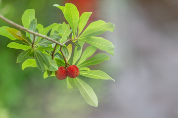 The wax myrtle is ripe, the red fruit is very attractive