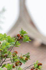 The wax myrtle is ripe, the red fruit is very attractive