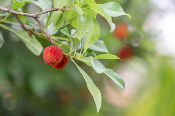 The wax myrtle is ripe, the red fruit is very attractive