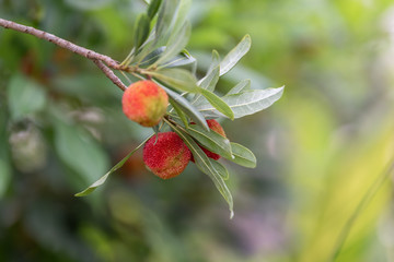 The wax myrtle is ripe, the red fruit is very attractive