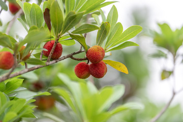 The wax myrtle is ripe, the red fruit is very attractive