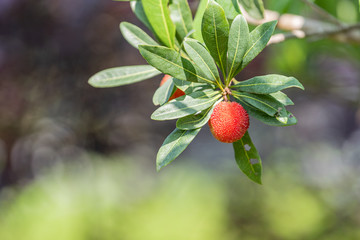 Just ripe red bayberry
