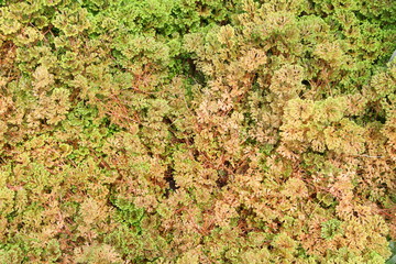 Brown fern leaves