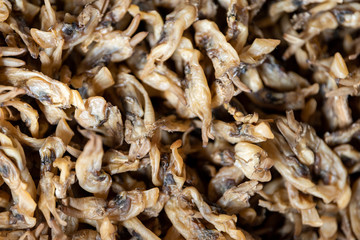 Collect and cool dried razor clam