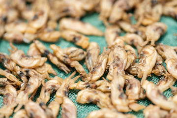Collect and cool dried razor clam