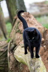 Obraz premium Black cat with green eyes standing on a fallen log in a woodland area