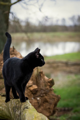 Black cat with green eyes standing on a fallen log in a woodland area