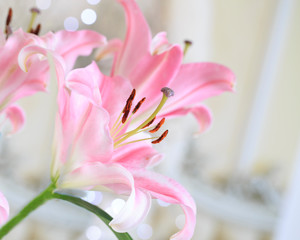 Fototapeta premium Pink lily flowers isolated against a light background