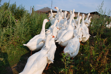 A flock of geese goes among the thickets.