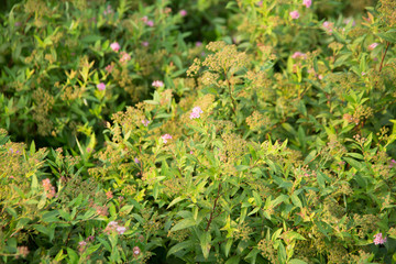 Pink flowers and Spiraea in the basin garden of Nantong, China