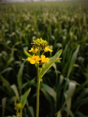 Mustard yellow flower