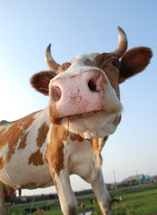 Close-up portrait of a cow.