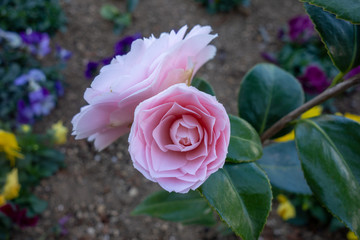 早春に咲いたピンクのミニ薔薇