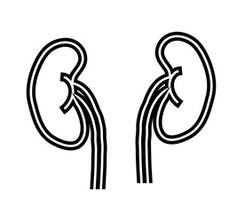 Kidneys and on a white background. Icon. Vector illustration.