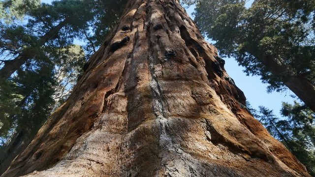 Sequoia National Park California 2 Axis Dolly Left Pan Right
