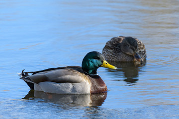 Waterfowl of Colorado. Male Mallard duck in a lake.