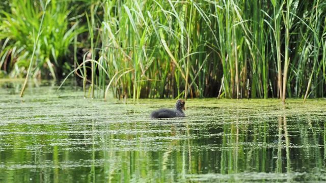 The Eurasian coot (Fulica atra), also known as the common coot or Australian coot, is a member of the rail and crake bird family, the Rallidae.