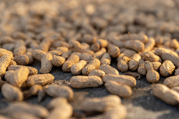 The new peanuts are drying in the sun