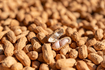 The new peanuts are drying in the sun