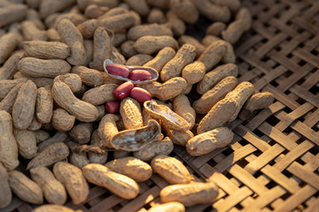 The new peanuts are drying in the sun