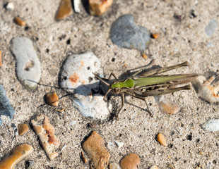 Common Green Grasshopper