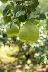 The grapefruit in the orchard hangs on the tree