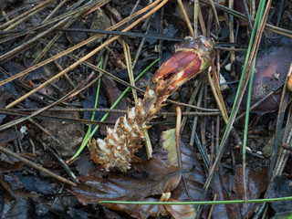 Pine Cone Eaten By Squirrel