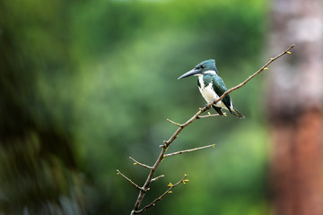 Female of Amazon Kingfisher during fishing on her favorite branch.