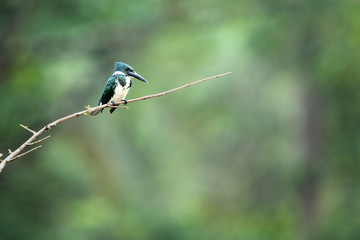 Female of Amazon Kingfisher during fishing on her favorite branch.