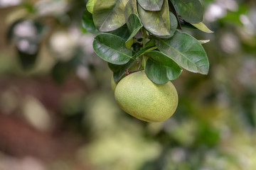 The grapefruit in the orchard hangs on the tree