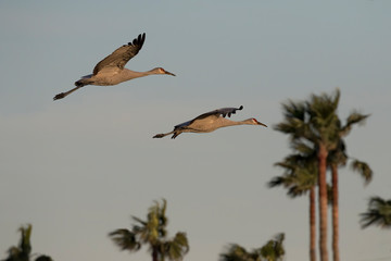 Beautiful sandhill cranes flying in the blue sky over Galveston Island
