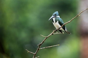 Female of Amazon Kingfisher during fishing on her favorite branch.